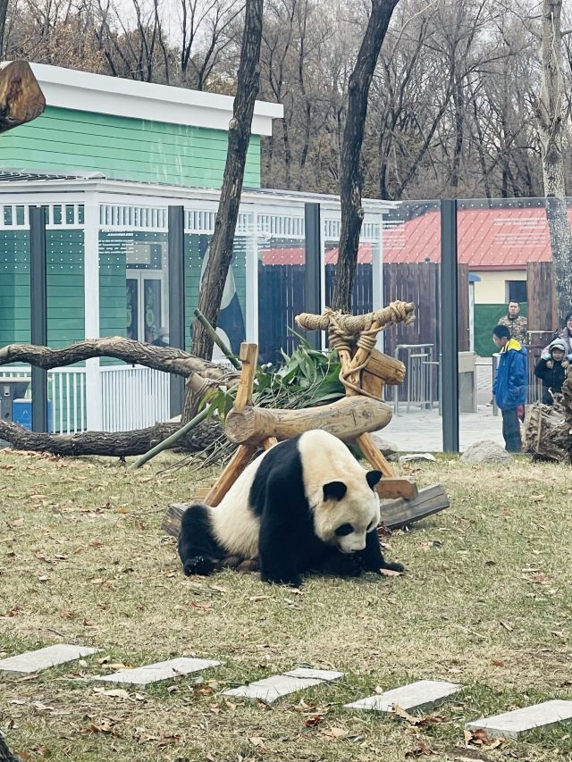 太阳岛大熊猫馆旅行图片 1