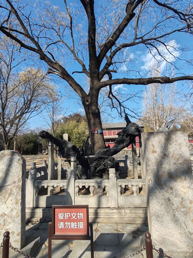 岱庙旅行图片 8