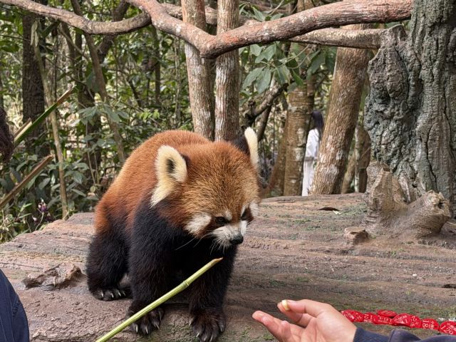 普洱国家公园犀牛坪景区旅行图片 3