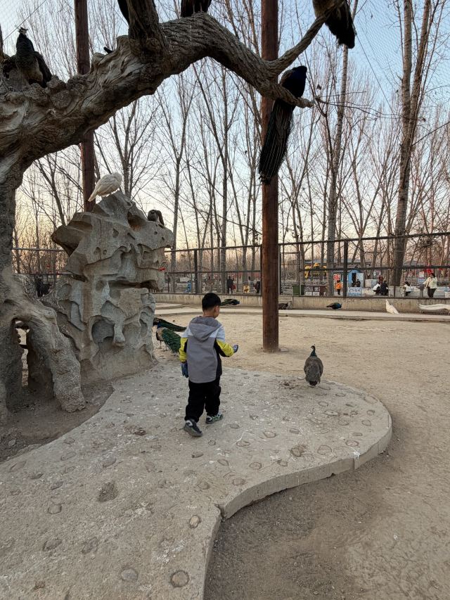 衡水野生动物园旅行图片 3