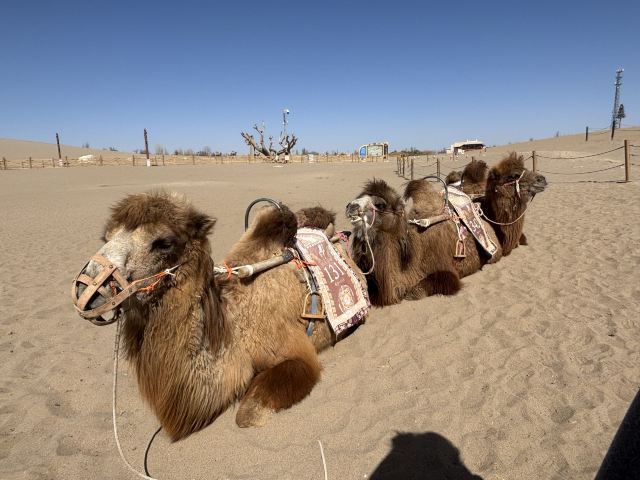 鸣沙山月牙泉旅行图片 4