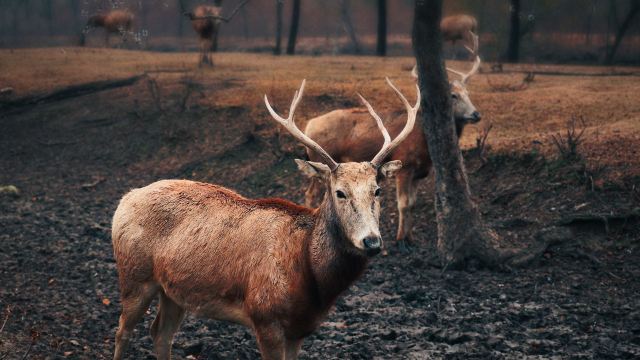 中华麋鹿园旅行图片 2
