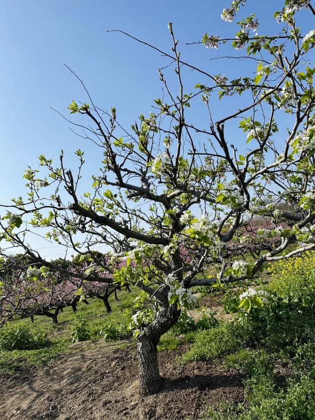 上海南汇桃花村旅行图片 7