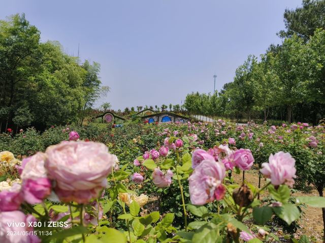 南京玫瑰园旅行图片 1