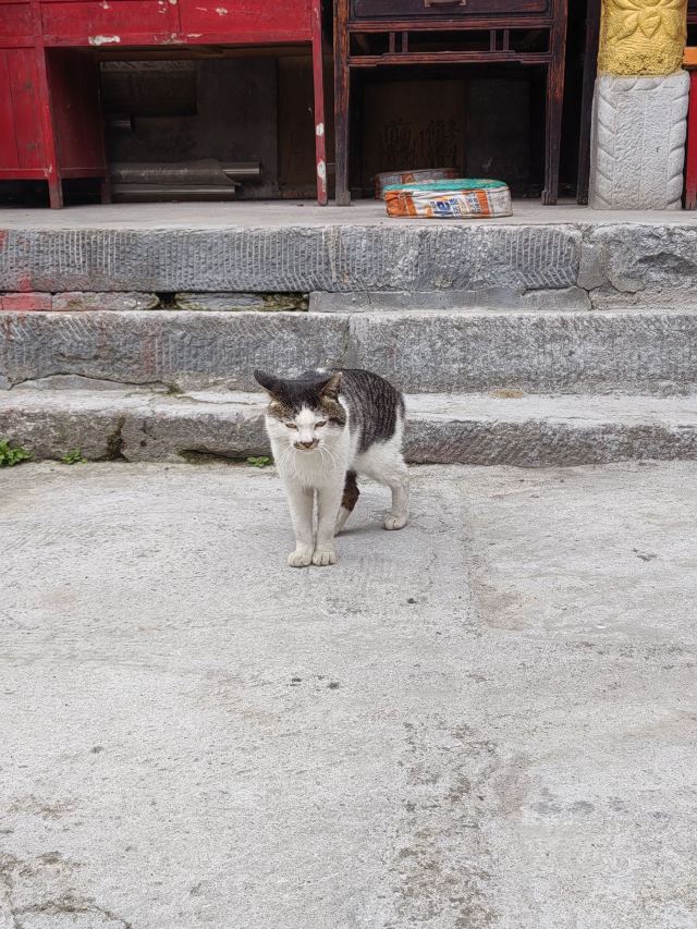 天台国家森林公园天台山索道旅行图片 7