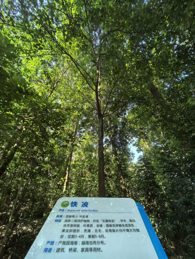 海南热带植物园旅行图片 9