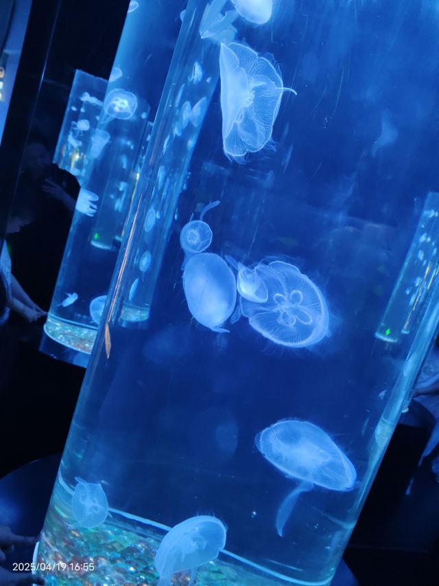 曲江海洋极地公园旅行图片 1