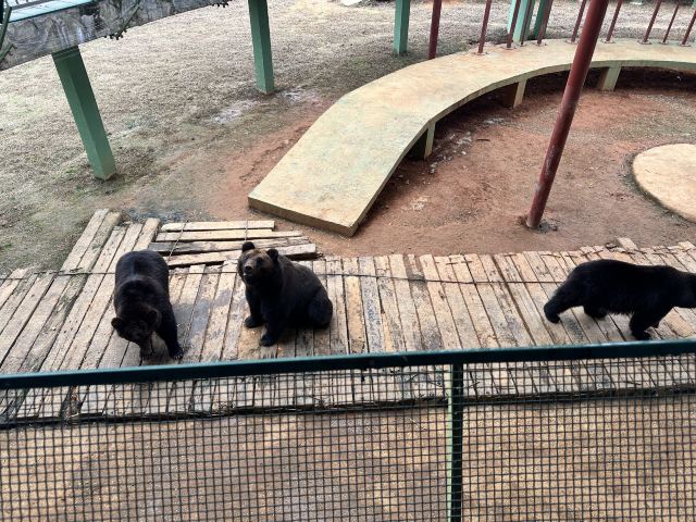 湖南常德野生动物世界旅行图片 2