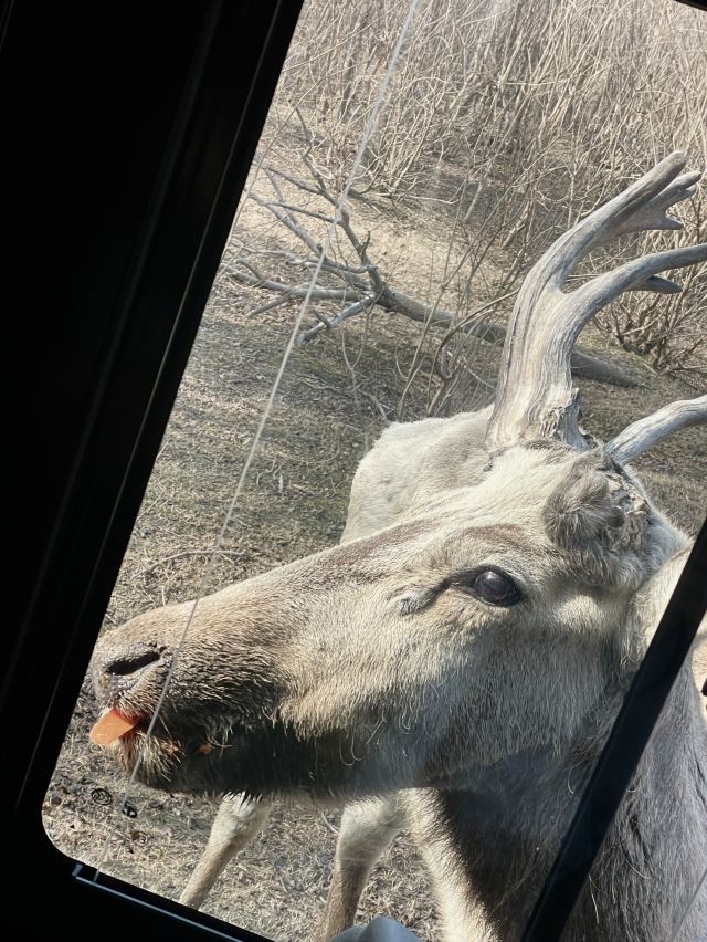 中华麋鹿园旅行图片 3