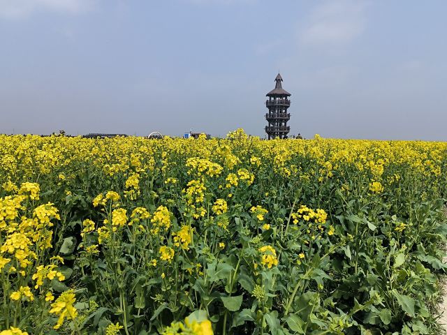 千垛景区旅行图片 5