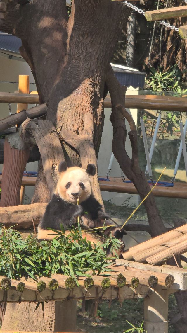 重庆动物园旅行图片 7