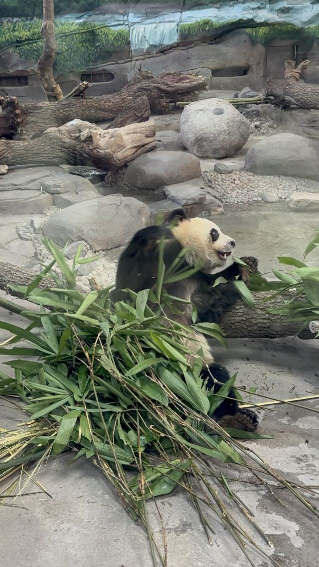 太阳岛大熊猫馆旅行图片 1