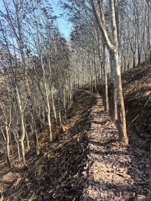 基诺山巴朵村雨林徒步旅行图片 1