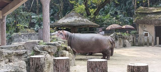 重庆动物园旅行图片 4