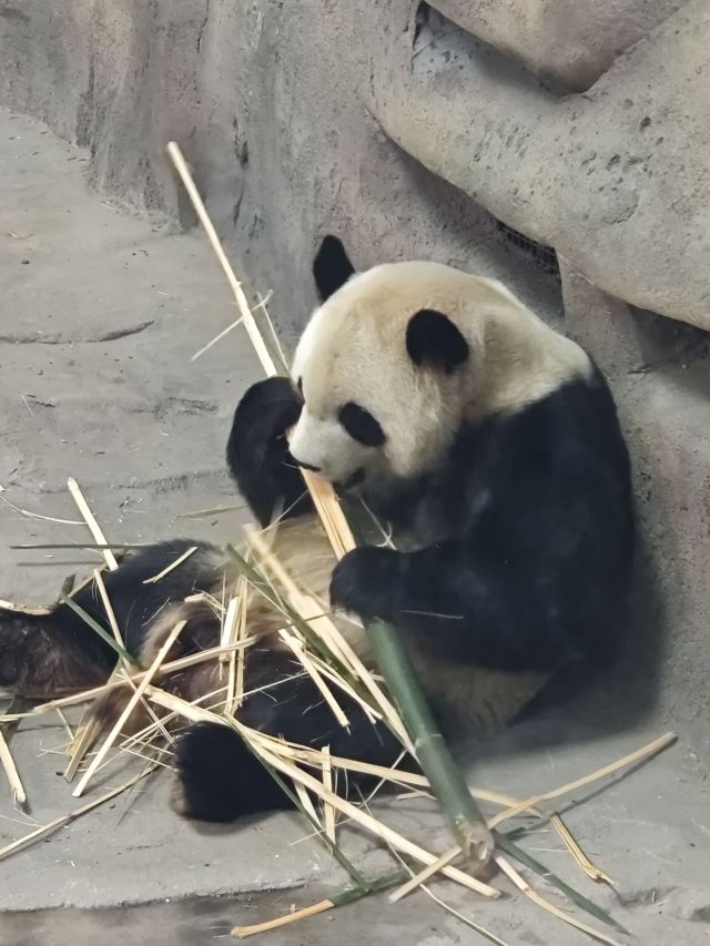 太阳岛大熊猫馆旅行图片 1