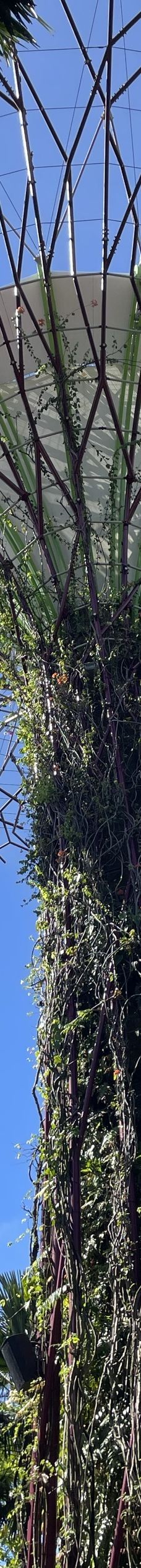 云雾林-新加坡-LinnaLi