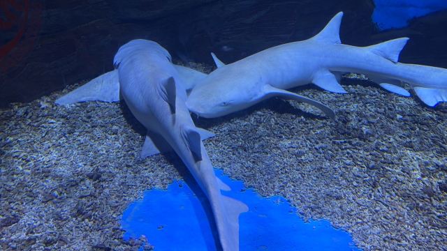 昆明海趣花都海洋世界旅行图片 4
