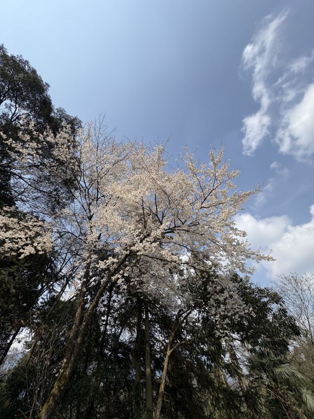 碧峰峡风景区旅行图片 3