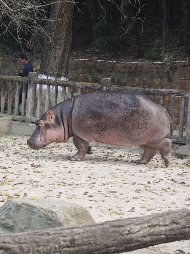 昆明动物园旅行图片 3
