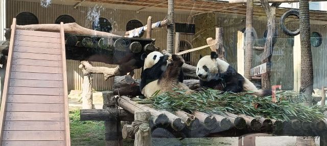 重庆动物园旅行图片 1