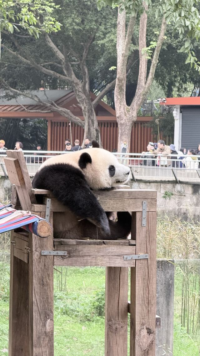 重庆动物园旅行图片 2