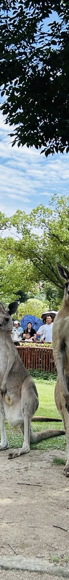 上海野生动物园-上海-YoYo_3E4Y7G0Y