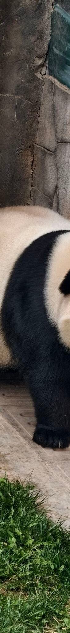 西宁熊猫馆-西宁-YoYo_1T3S6Y2P