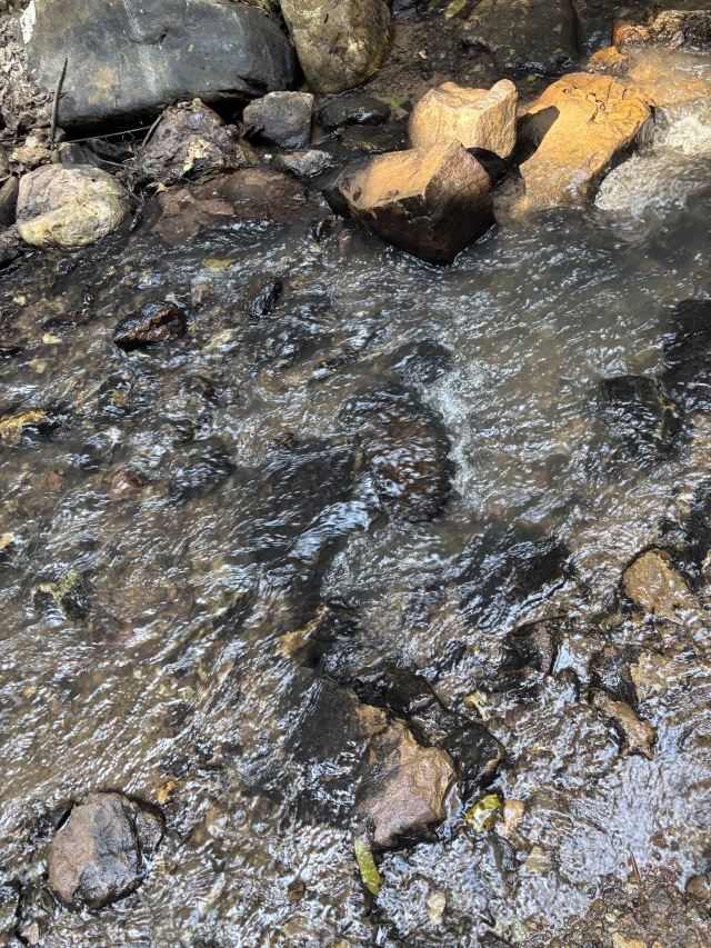 基诺山雨林徒步旅行图片 1