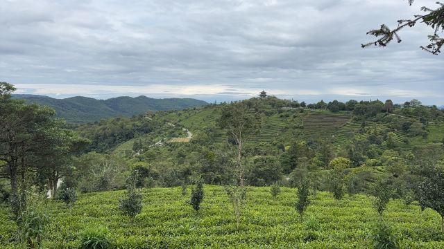 中华普洱茶博览苑旅行图片 2
