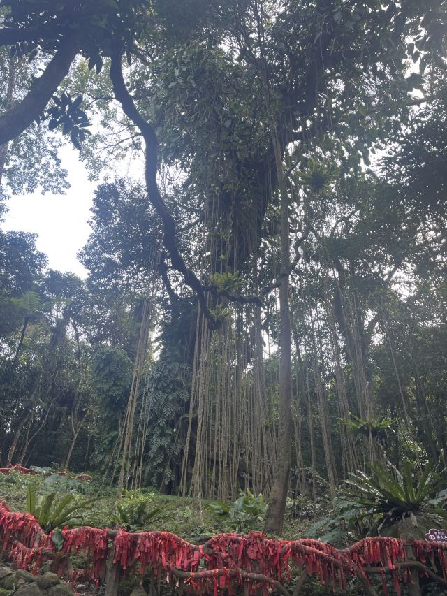 海南百花岭热带雨林文化旅游区-小卖部旅行图片 3