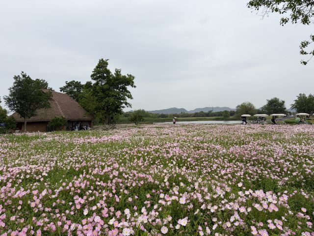 杭州良渚古城遗址公园游玩攻略简介,杭州良渚古城遗址公园门票/地址/图片/开放时间/照片/门票价格【携程攻略】
