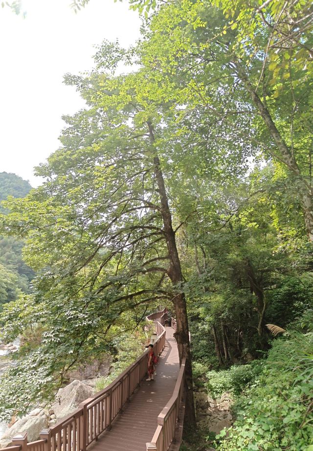 炎陵县神农谷国家森林公园旅行图片 1