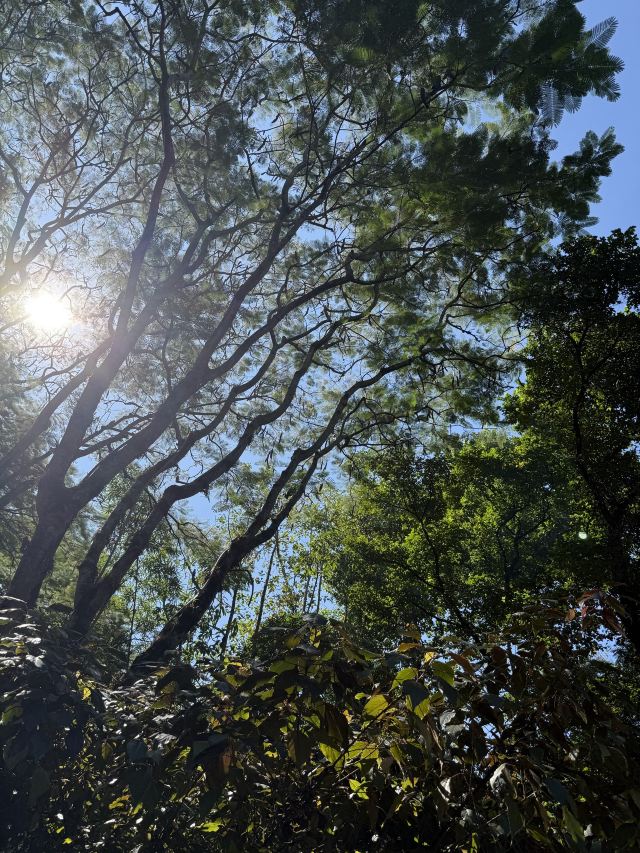 西双版纳南药园旅行图片 9