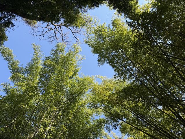 勐巴娜西珍奇园旅行图片 1