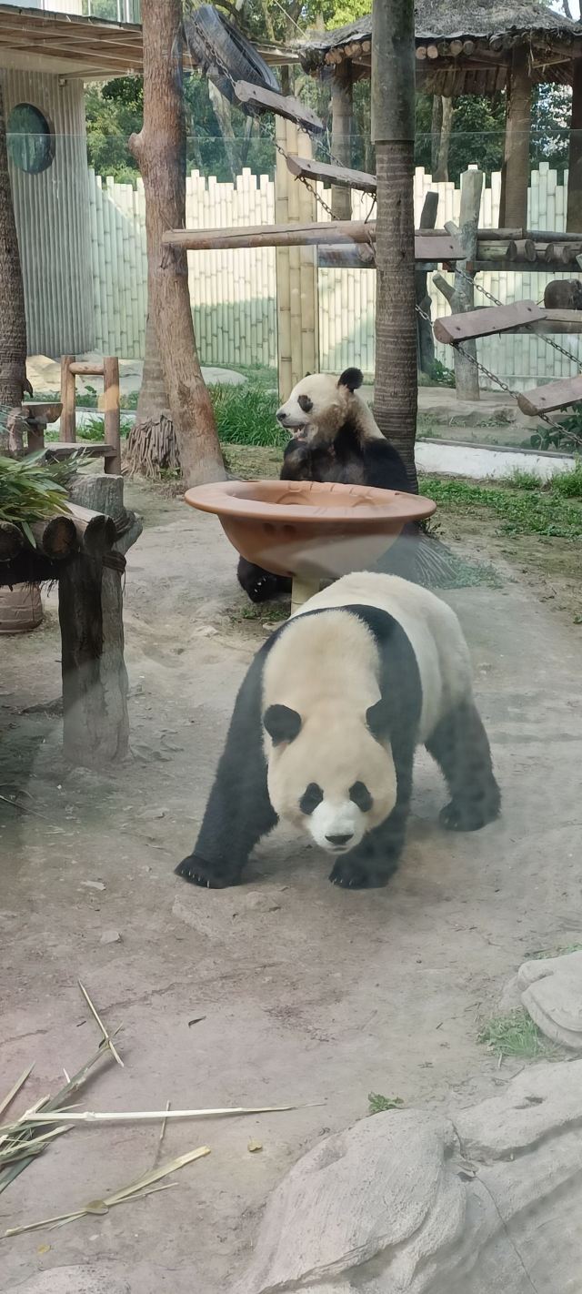 重庆动物园旅行图片 2