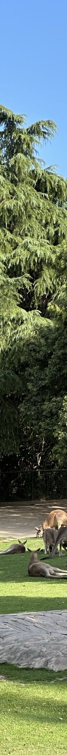 上海野生动物园-上海-六六不金