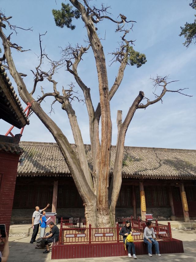 韩城古城旅行图片 4