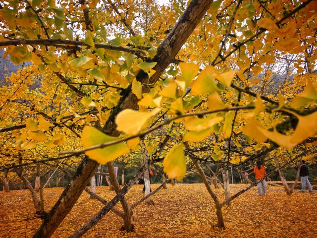南雄帽子峰旅游景区旅行图片 1