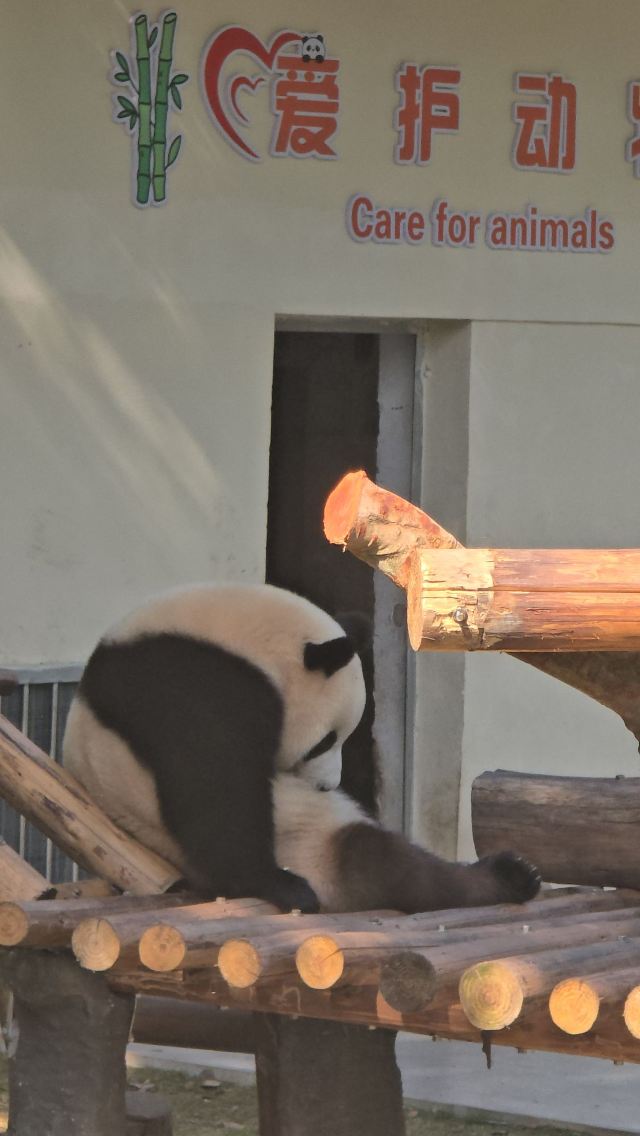 重庆动物园旅行图片 9