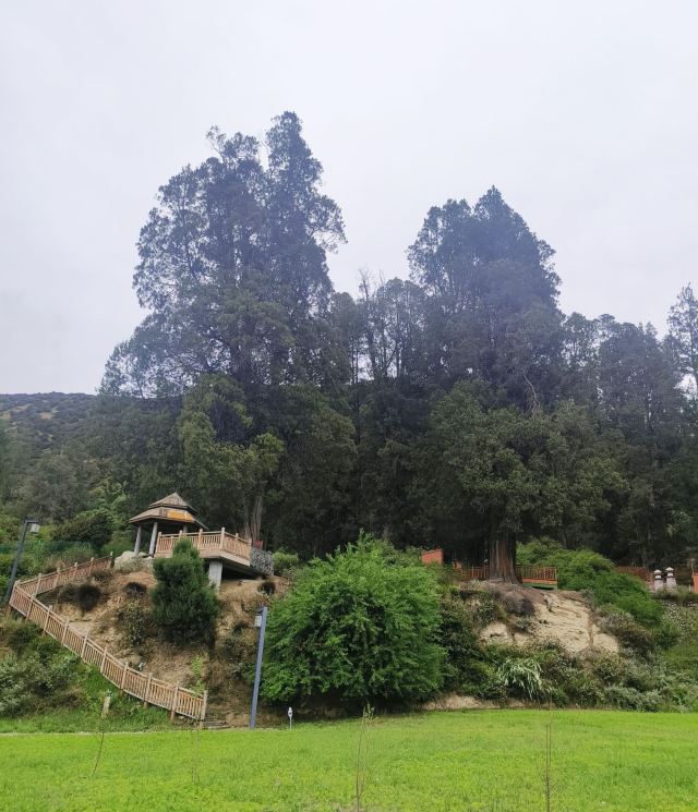 世界柏树王园林风景区旅行图片 5