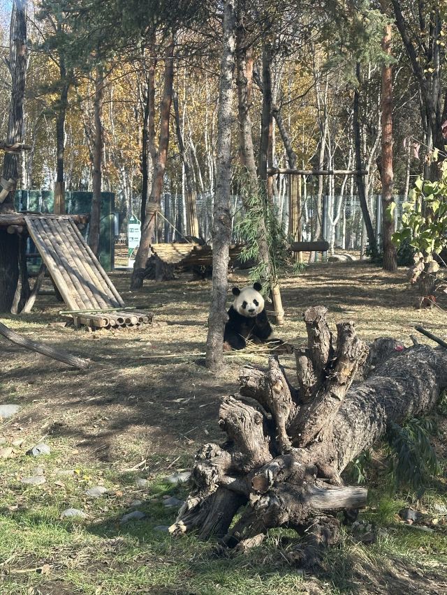 太阳岛大熊猫馆旅行图片 3