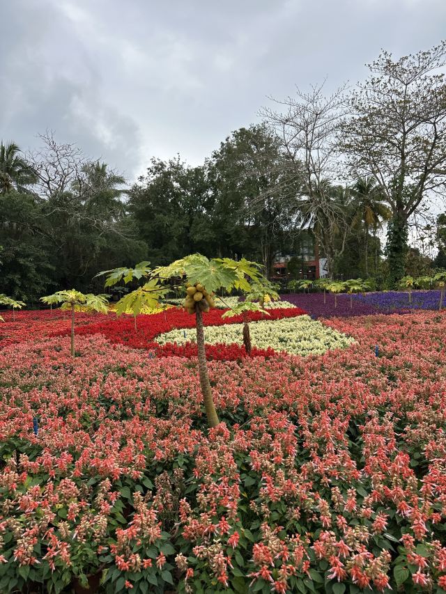 兴隆热带植物园旅行图片 3