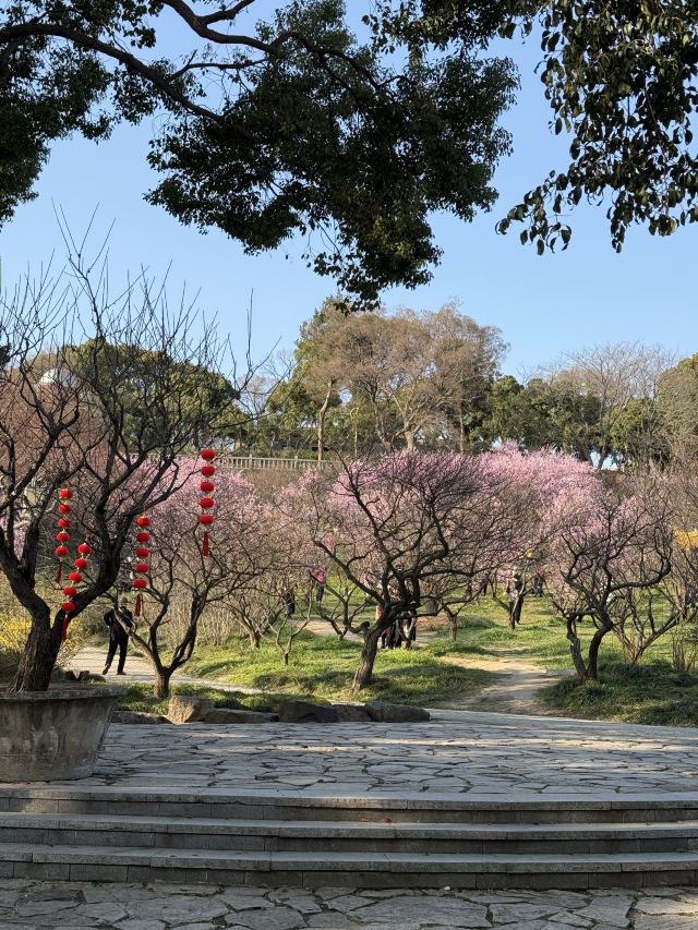 荣氏梅园旅行图片 5