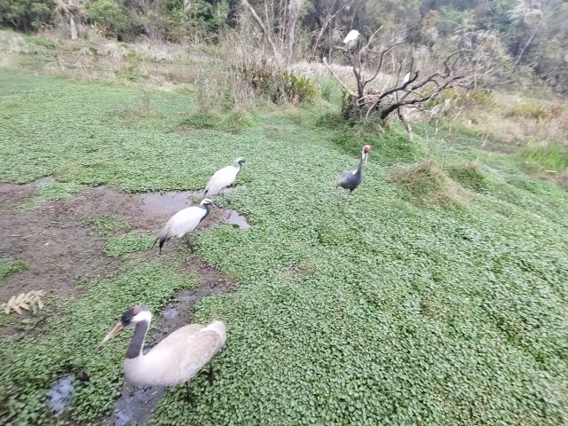 普洱太阳河森林公园旅行图片 1