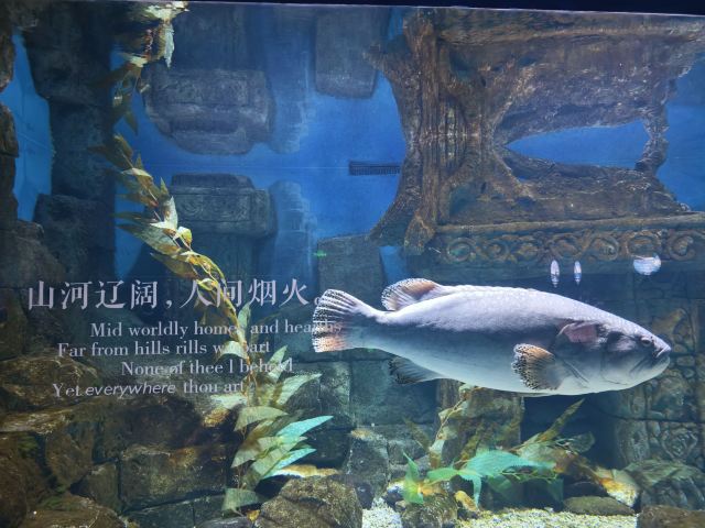 长沙湘江海洋王国旅行图片 4