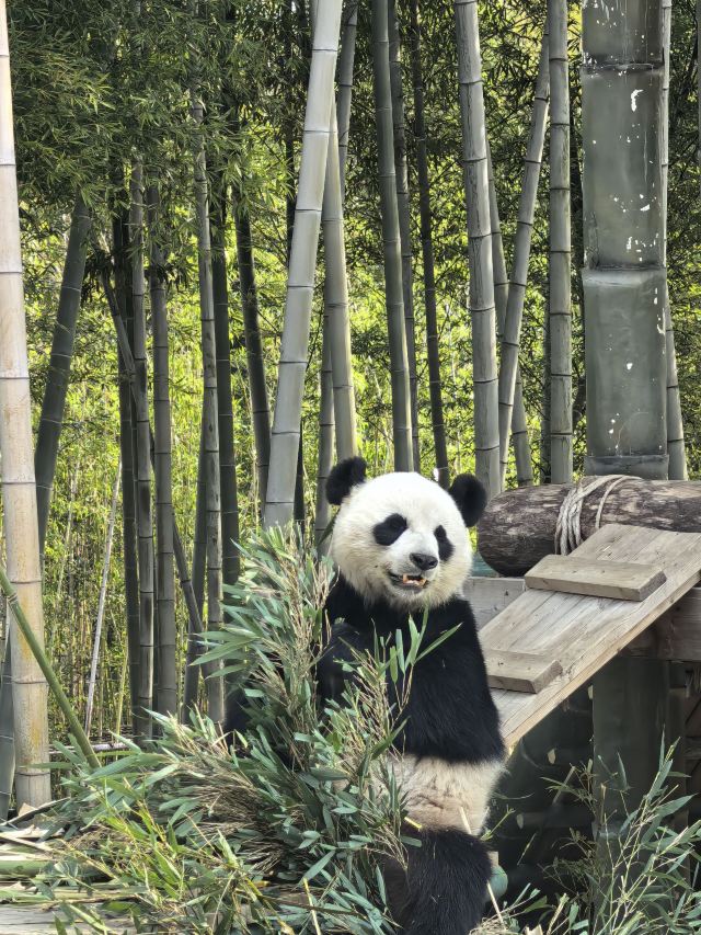 岳阳中华大熊猫苑旅行图片 1