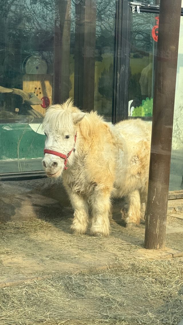 大连森林动物园旅行图片 3