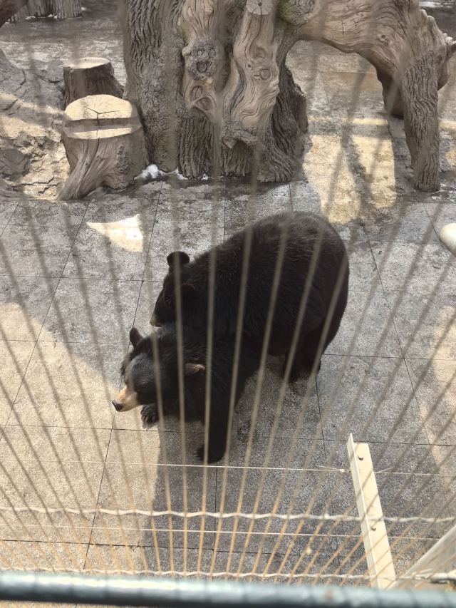 东北虎林园旅行图片 3