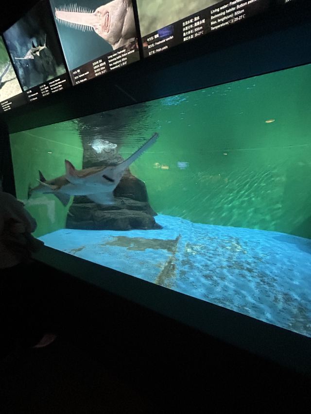 上海海洋水族馆旅行图片 2