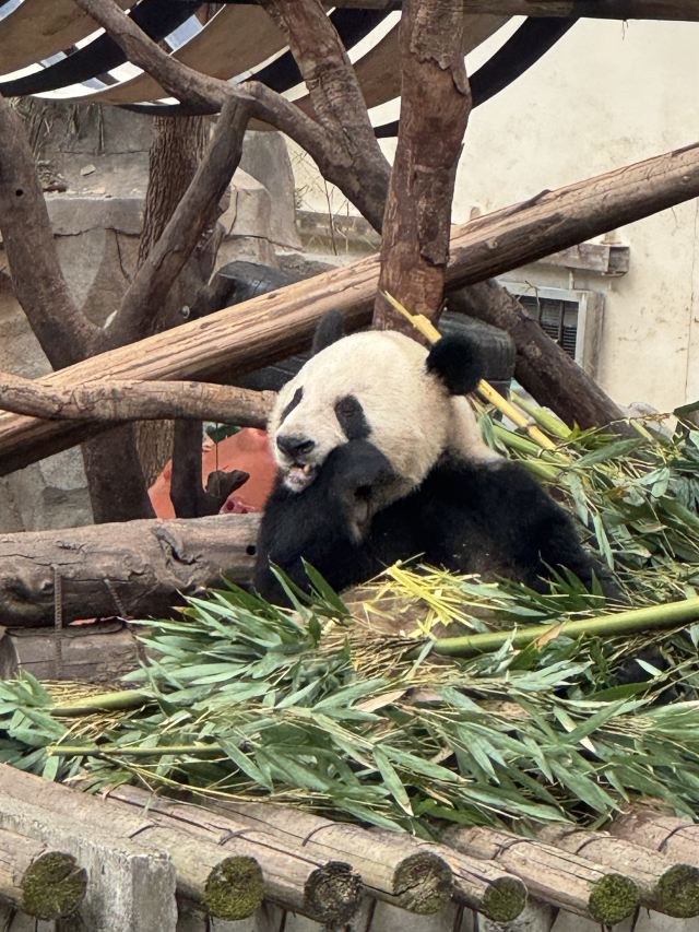 重庆动物园旅行图片 1